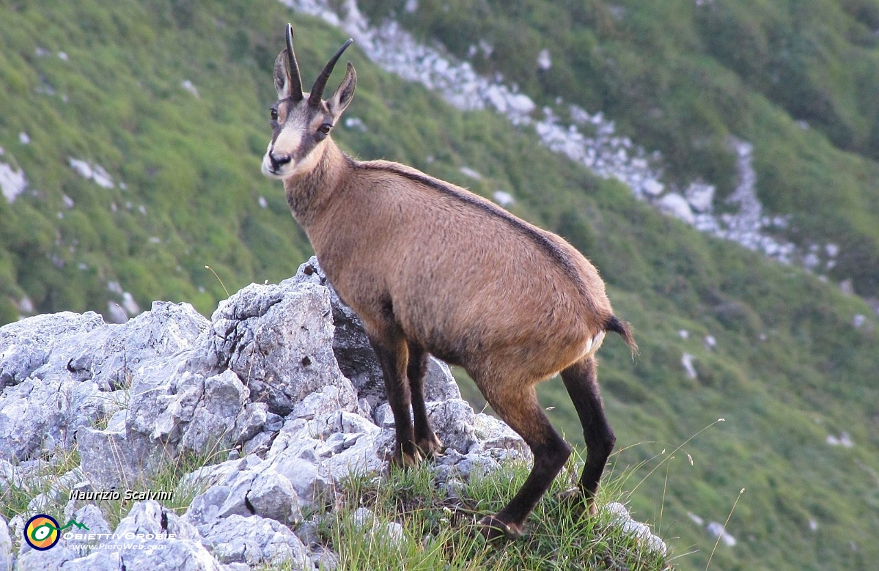 17 Il Camoscio, signore del Pegherolo....JPG